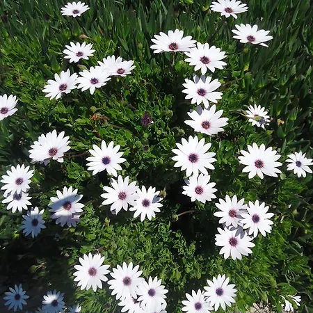 Bells Motel Seferihisar